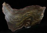 Gorgeous Tiger Iron Stromatolite - ( Billion Years) #22496-2